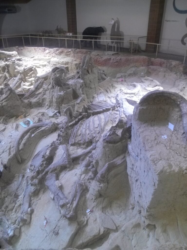 Mammoth Site full mammoth fossil in open and active excavation site.