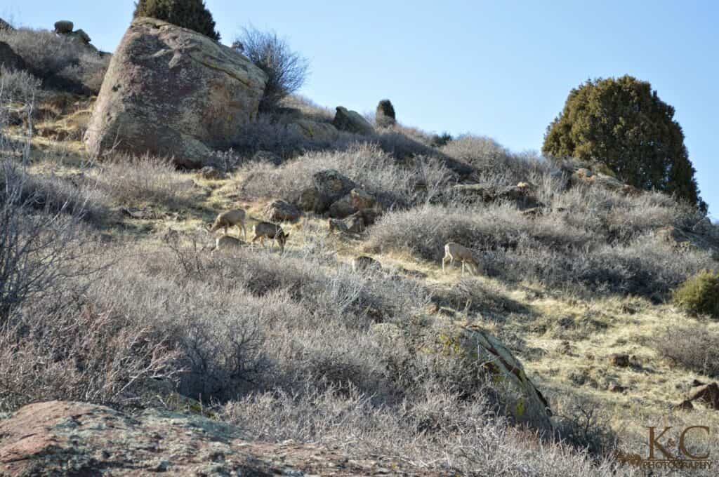A group of deer grazes among rocks and dry brush on a hillside near the trail in Matthews / Winters Park. Wildlife sightings like these add to the natural beauty and hiking experience in the Denver foothills.