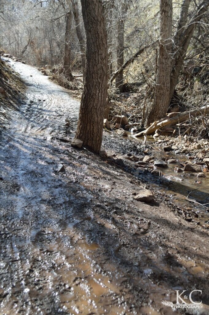 A muddy section of trail in Matthews / Winters Park, likely caused by snowmelt or nearby creek runoff, winds through leafless trees and wet terrain. Hikers should expect seasonal mud in shaded or low-lying areas of the trail.