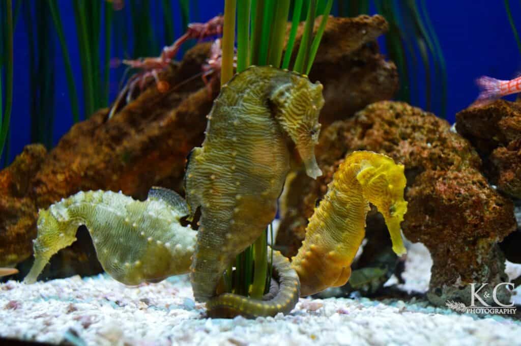 Three seahorses in shades of yellow in an aquarium tank with coral and water plants behind them at the Denver Zoo.