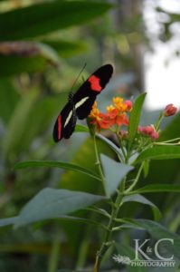 A black butterfly with red and white on its wings perches on small yellow and pink flowers at the Butterfly Pavilion.