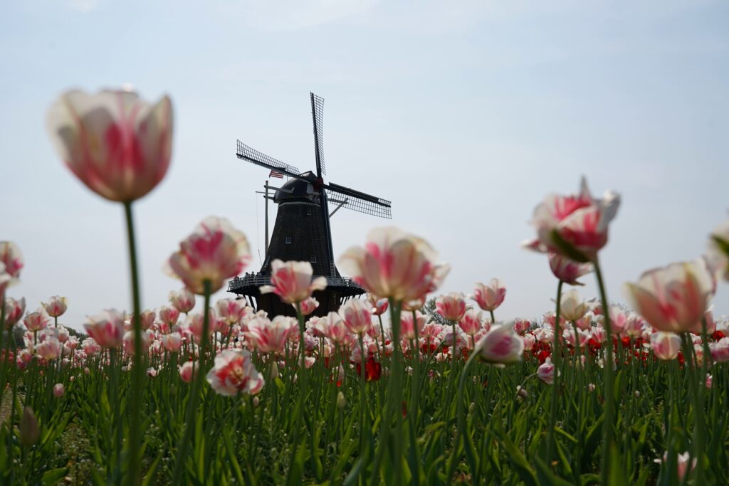 Windmill as seen through a field of tulips at Windmill Island Gardens in Holland Michigan